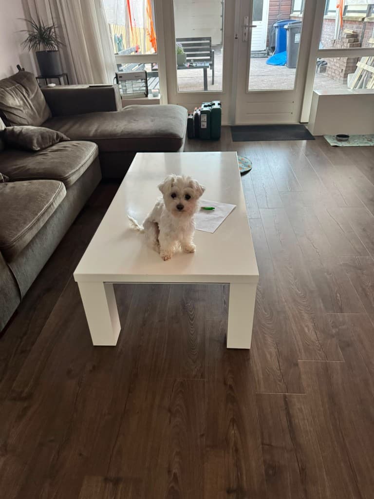 Mochi sitting on the coffee table at home