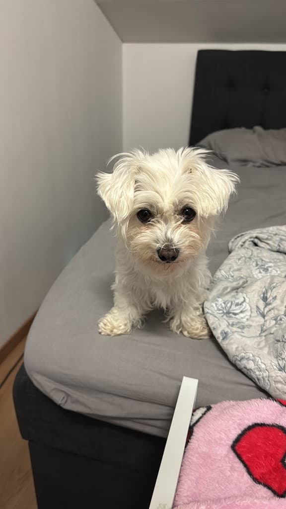 Mochi looking at the camera on the bed